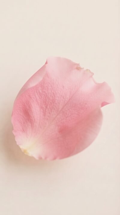 Blush Petal Wallpaper