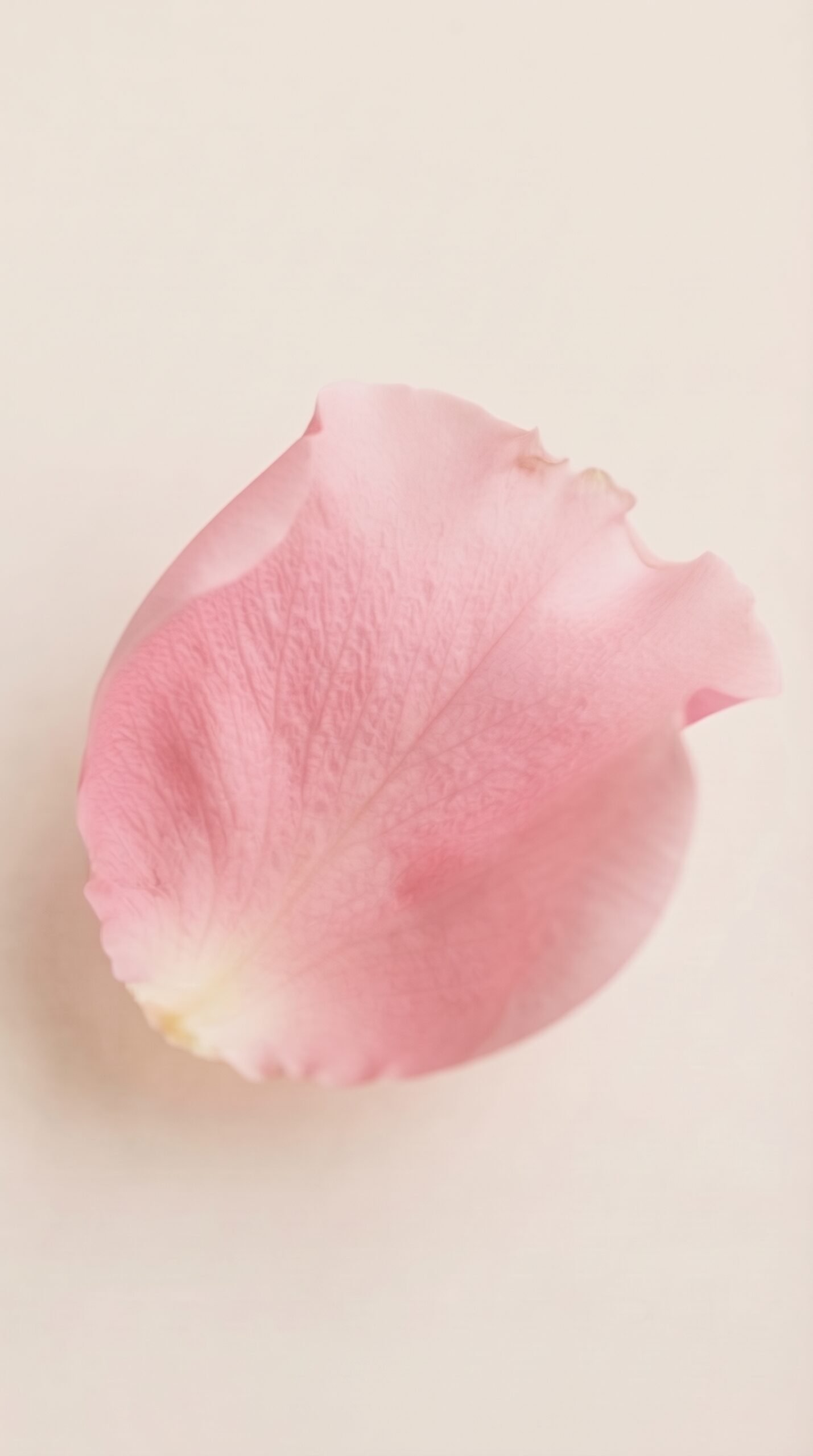 Blush Petal Wallpaper