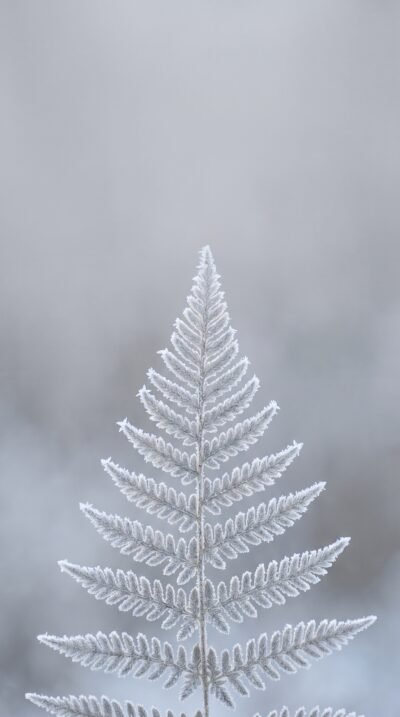 Frozen Fern Wallpaper