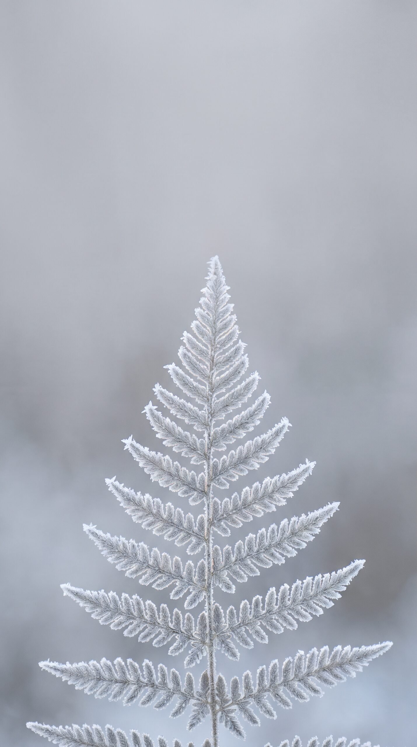 Frozen Fern Wallpaper