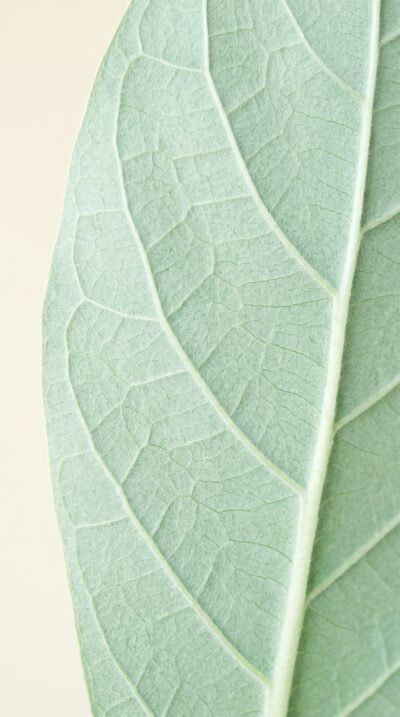 Mint Leaf Wallpaper