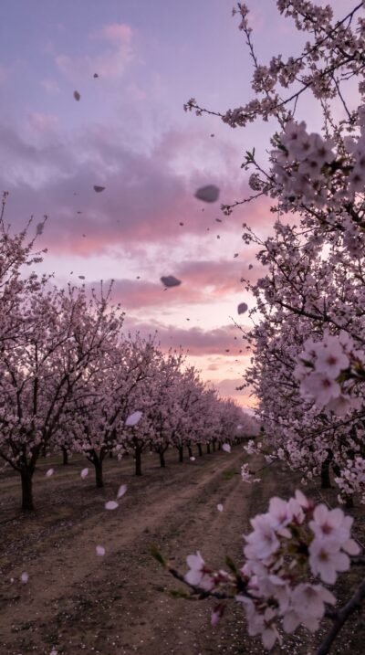 Twilight Orchard Wallpaper